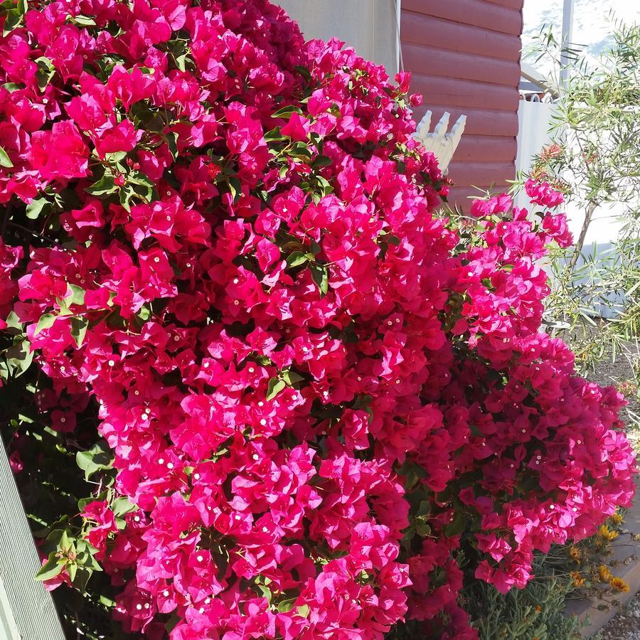 Sonja'S Bed And Breakfast Lightning Ridge Exterior foto